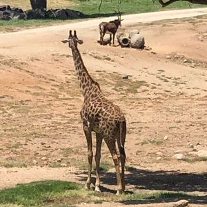 Meet your Posher, Adam